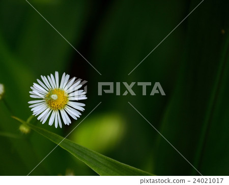 在黑暗的背景和白花的蜘蛛 在黑暗的背景和白花的蜘蛛 24021017