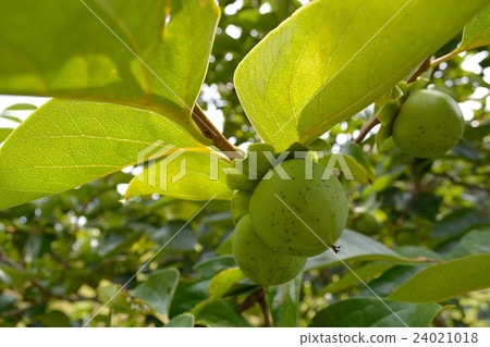 藍色柿子和葉子在高夏天變成樹 藍色柿子和葉子在高夏天變成樹 24021018