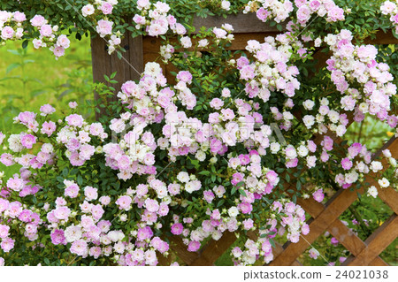 Rose fence Rose fence 24021038