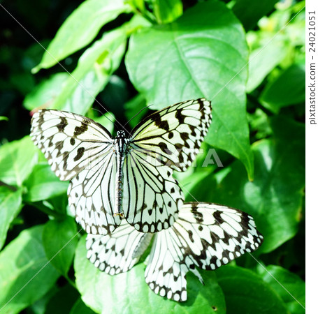 Rendezvous of butterflies 24021051