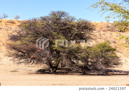 dry kgalagadi transfontier park dry kgalagadi transfontier park 24021397