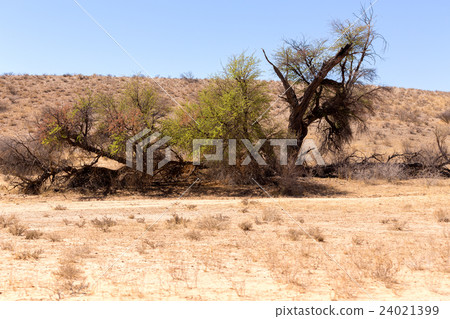 African masked weaver nest on kgalagadi 24021399