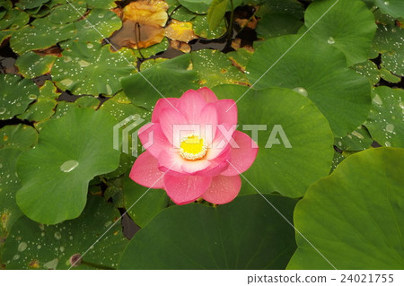 2000年蓮花 2000年蓮花 24021755