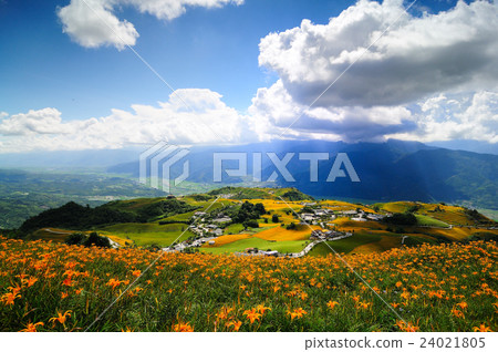 Needle flower 24021805