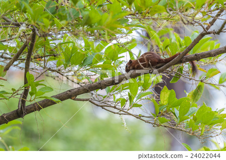 young gray squirrel holding on to a tree. young gray squirrel holding on to a tree. 24022044