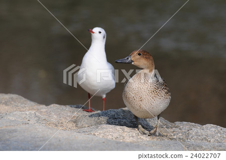 Duck and seagulls Duck and seagulls 24022707