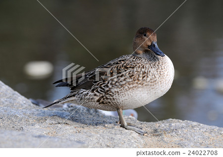 Duck Duck 24022708
