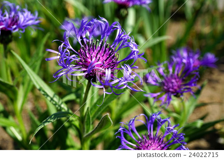 有吸引力的Centrair蒙大拿州 24022715