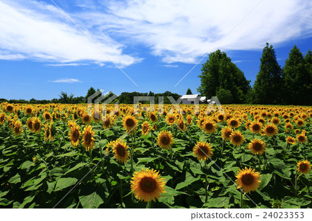 Sunflower 130 Sunflower 130 24023353