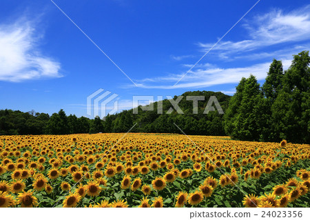 Sunflower 136 Sunflower 136 24023356