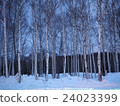  白樺樹 24023399