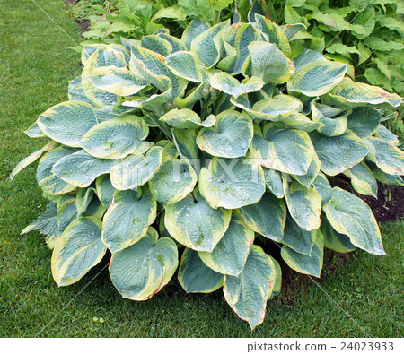 Picture of Giboshi 24023933