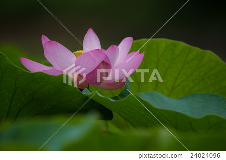 Lotus 29 Lotus 29 24024096