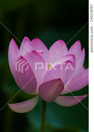 Lotus 30 Lotus 30 24024097