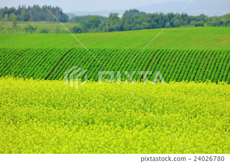 Measures on a hill mustard mustard Measures on a hill mustard mustard 24026780