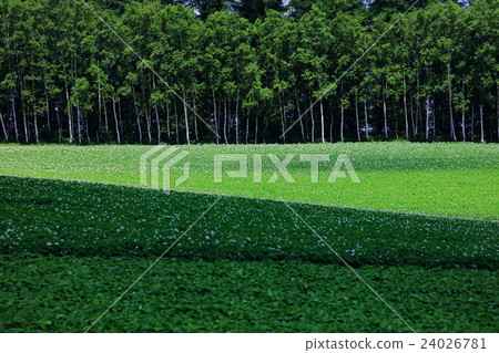 Potato flower blooming hill Potato flower blooming hill 24026781