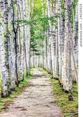 Birch road Birch road 24026929