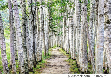 Birch road 24026930