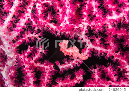 Pygmy Sea Hose 24026945