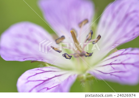 Kai furo Kai furo 24026974