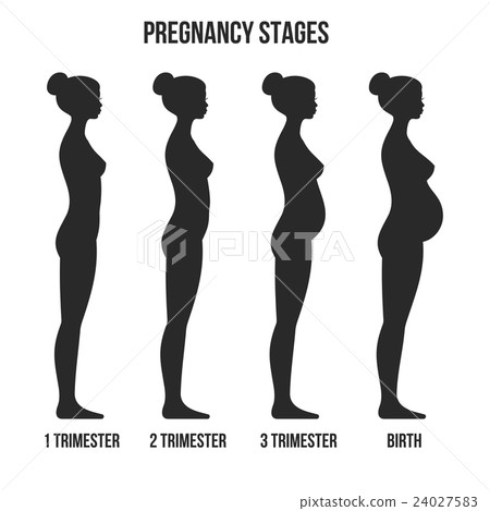 Pregnancy Stages and Birth Infographics Silhouette 24027583