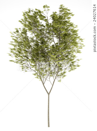 common beech tree isolated on white background 24027614