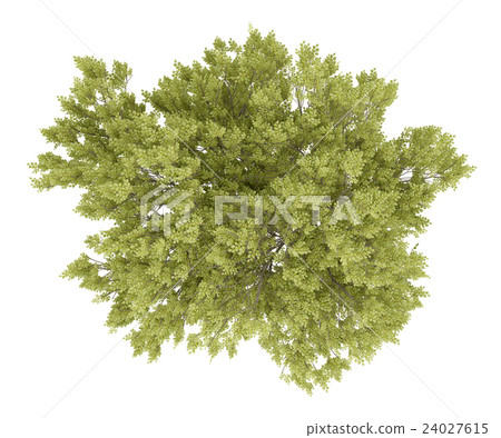 top view of common beech tree isolated on white  24027615