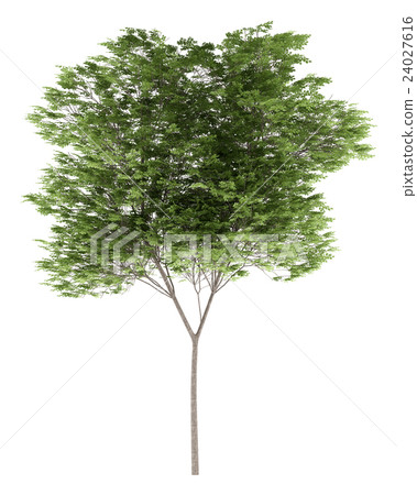 common beech tree isolated on white background 24027616