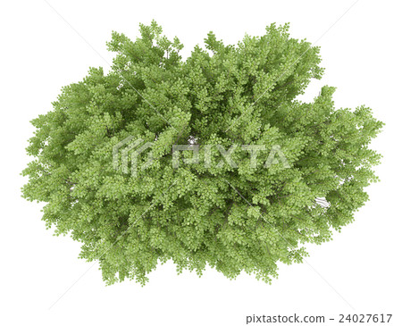 top view of common beech tree isolated on white  24027617