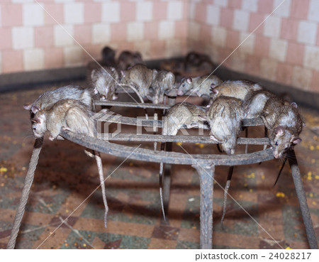 rat temple, BIkaner rat temple, BIkaner 24028217