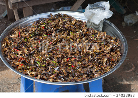 Fried grasshoppers Fried grasshoppers 24028988