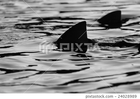 Sharks Sharks 24028989