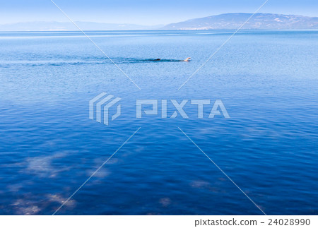 Man and dog swimming Man and dog swimming 24028990