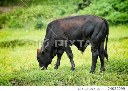 Image of a cow on nature background. Image of a cow on nature background. 24029099