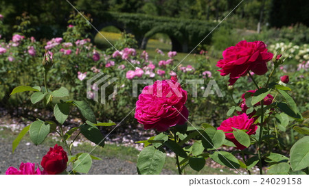 Red rose and glasses bridge 24029158