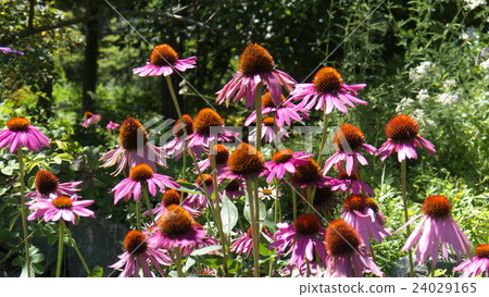 Pink flowers 24029165