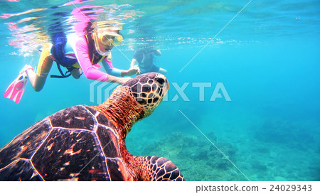 Underwater photography of Okinawa Akajima with sea turtle 24029343
