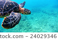 Underwater photography of Okinawa Akajima with sea turtle 24029346