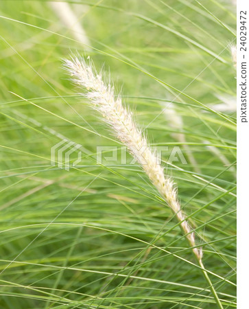 Imperata cylindrica Beauv of Feather grass Imperata cylindrica Beauv of Feather grass 24029472
