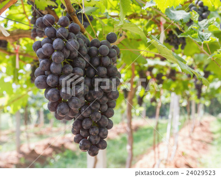 Red Grapes on the vine Red Grapes on the vine 24029523