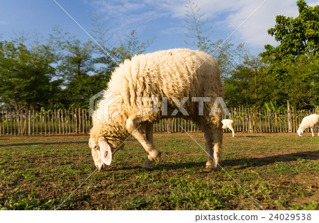 Sheep grazing in the farm Sheep grazing in the farm 24029538