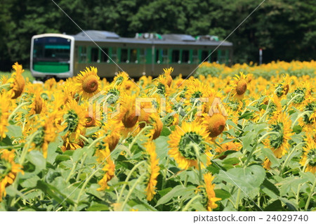 Kusan Line“Sunflower Field and Accum” 24029740