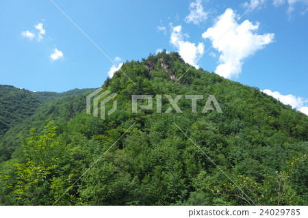 Trees of the forest (Kakisi Valley Kakiko) - Nagisozo-cho, Kiso-gun, Nagano Prefecture 24029785