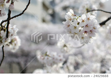 櫻花在城市 24029888