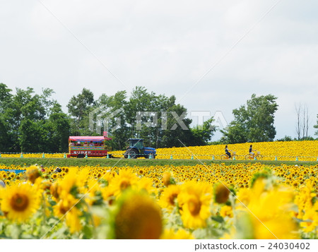 Sunflower field and sightseeing car 24030402