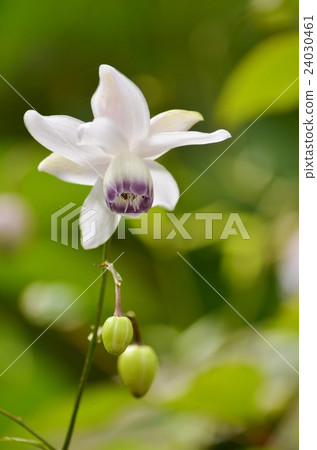Rin-bloom Lotus Sponge 24030461