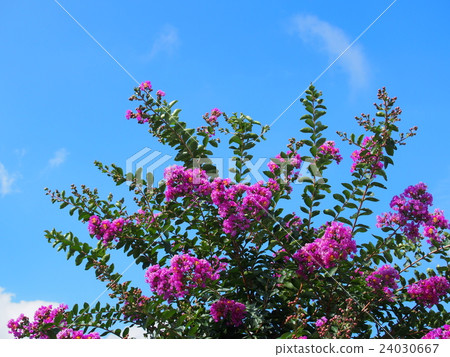 Summer flower / crisp berry (cinnabar) Summer flower / crisp berry (cinnabar) 24030667