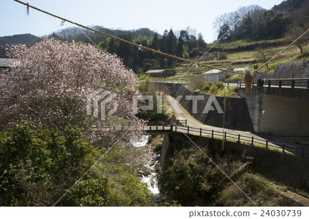 Kobushi盛開Asuka no Sato 24030739