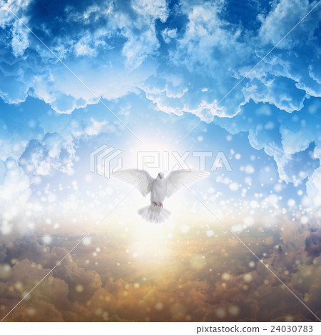 White dove descends from heaven White dove descends from heaven 24030783