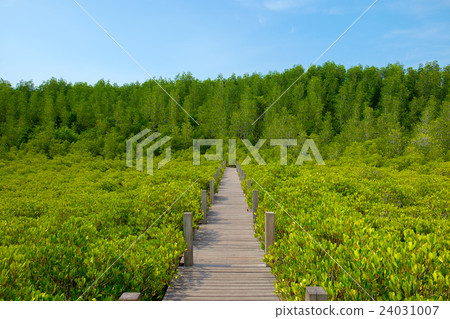 Wooden walkway bridge with Ceriops Tagal field Wooden walkway bridge with Ceriops Tagal field 24031007